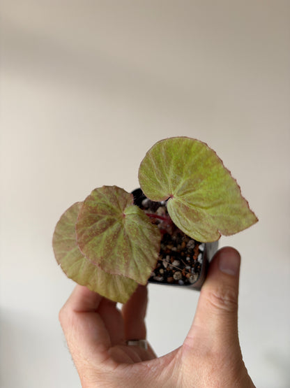 Begonia Ozotothrix | 6 cm pot