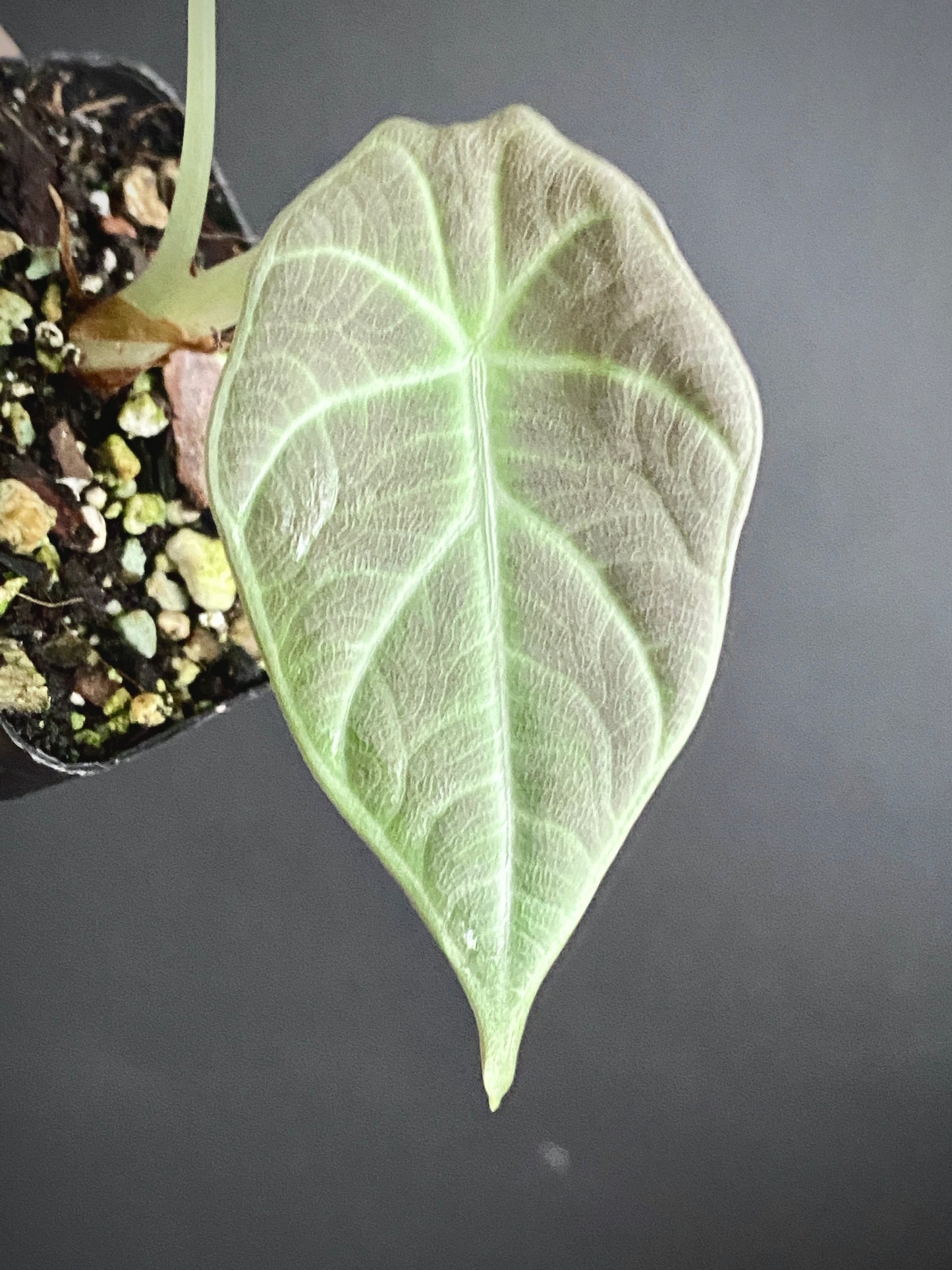 Alocasia Maharani | 7 cm pot