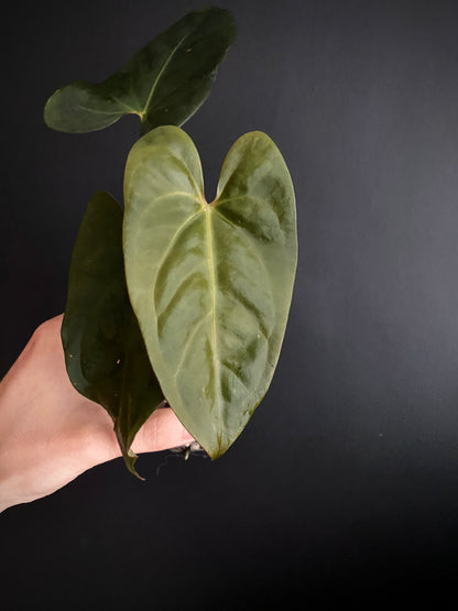 Anthurium Velvet Moira X Portillae | 7 cm pot