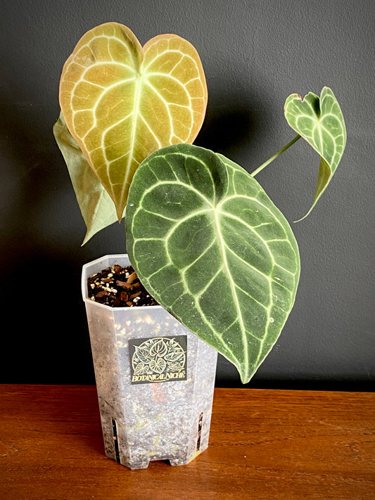 Anthurium Clarinervium | 12 cm pot