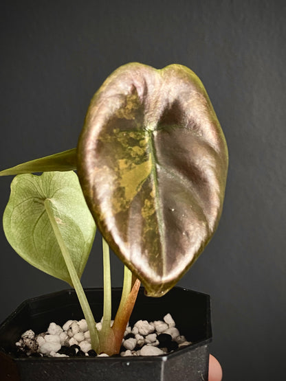 Alocasia Cuprea latte variegated | 5 cm pot