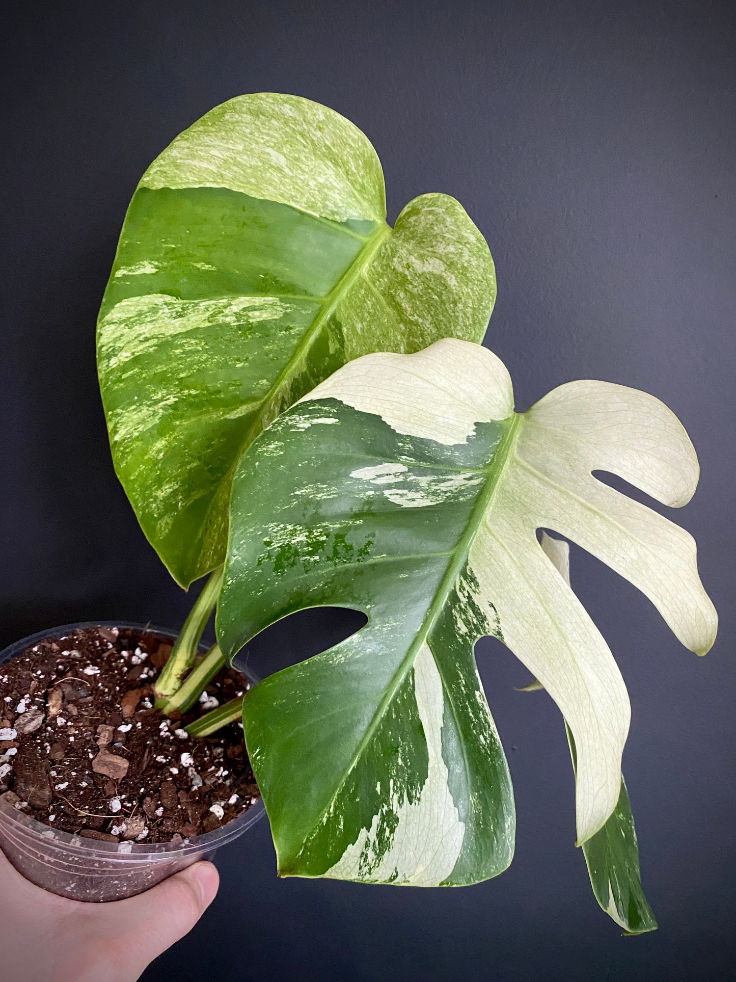 Monstera Jungle Mint/NoID | 12 cm pot