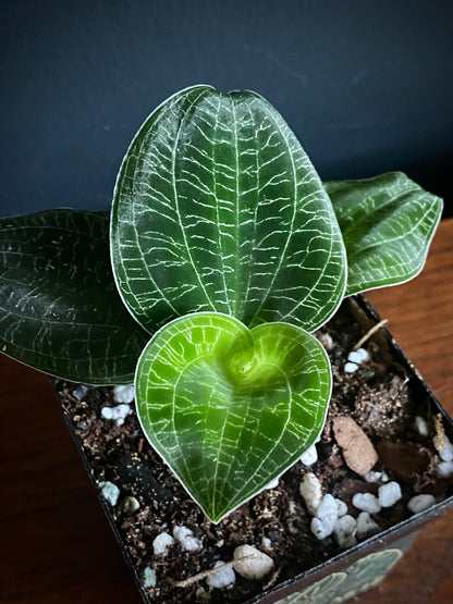 Macodes Petola - Jewel Orchid | 7 cm pot