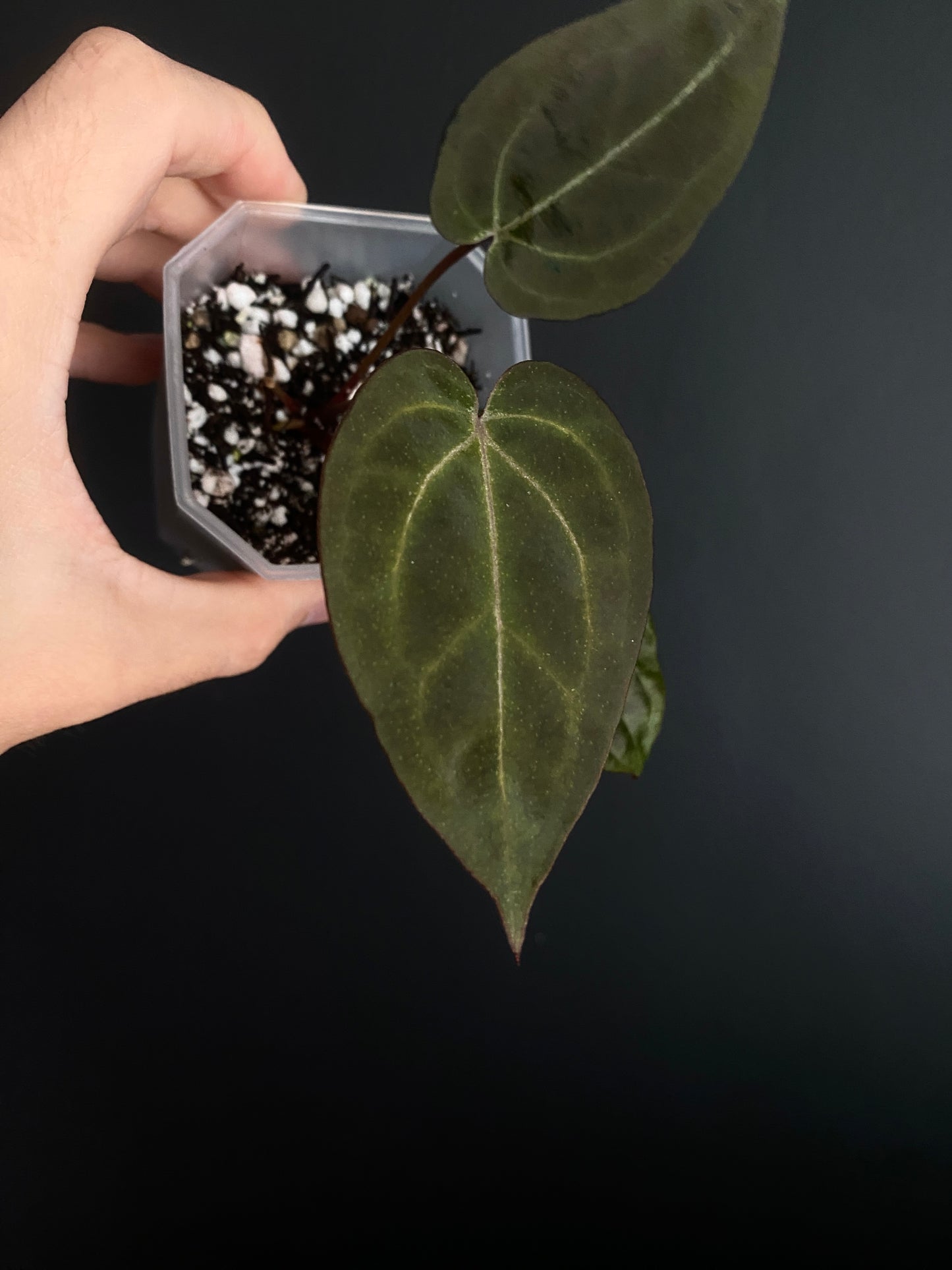 Anthurium Black Widow x Michelle S1 | 7 cm pot [A]