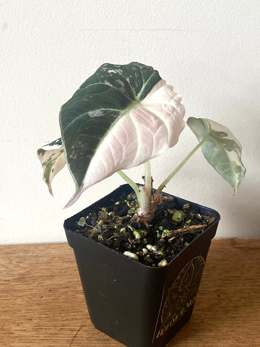 Alocasia Black Velvet Pink variegata | 7 cm pot (C)
