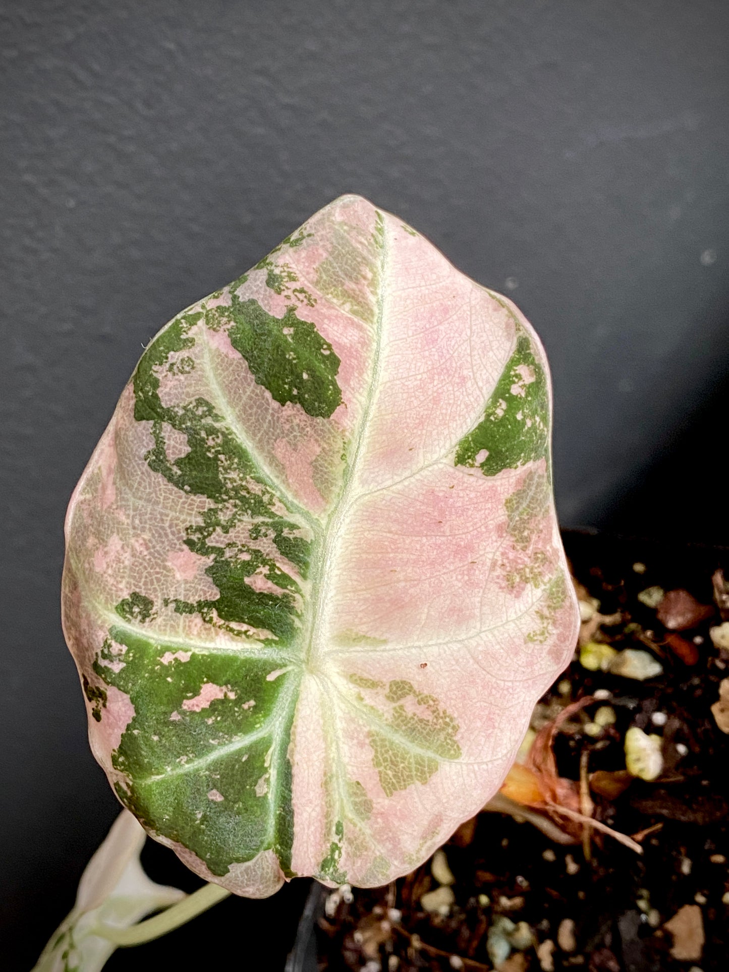 Alocasia Black Velvet Pink variegata | 7 cm pot (B)