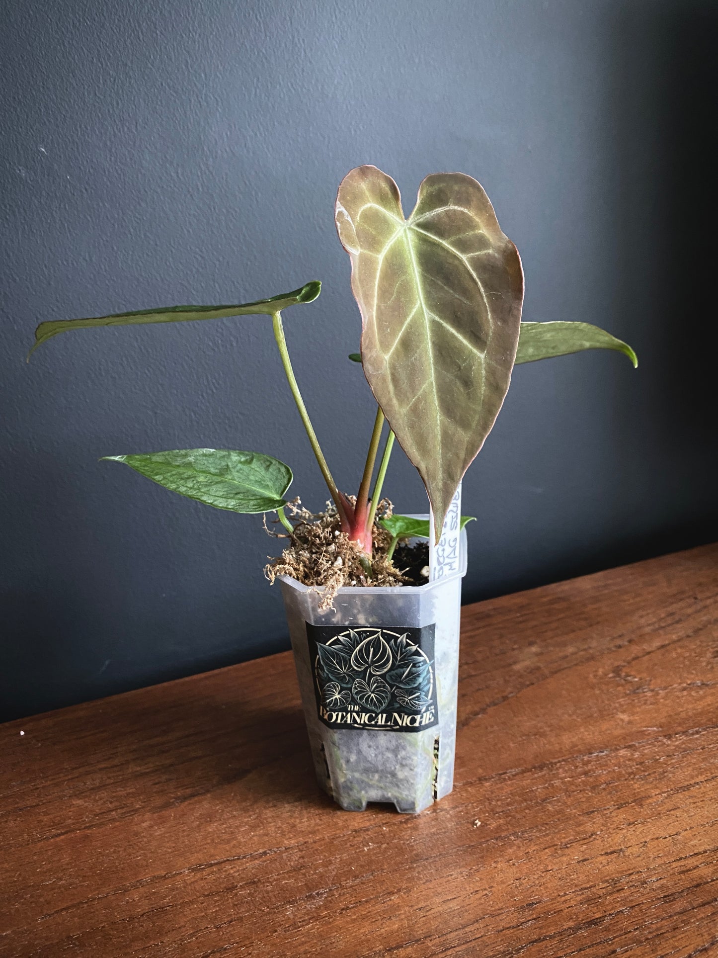 Anthurium Forgetii X Magnificum Silver | 7 cm pot