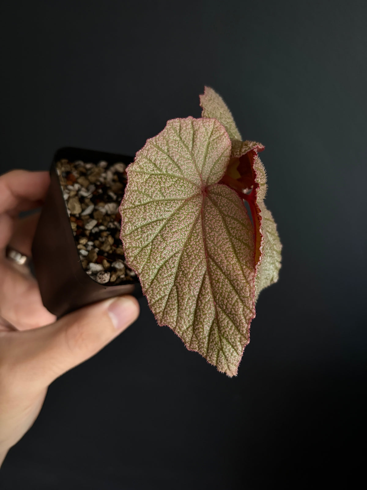 Begonia Sinbad | 6 cm pot [A]