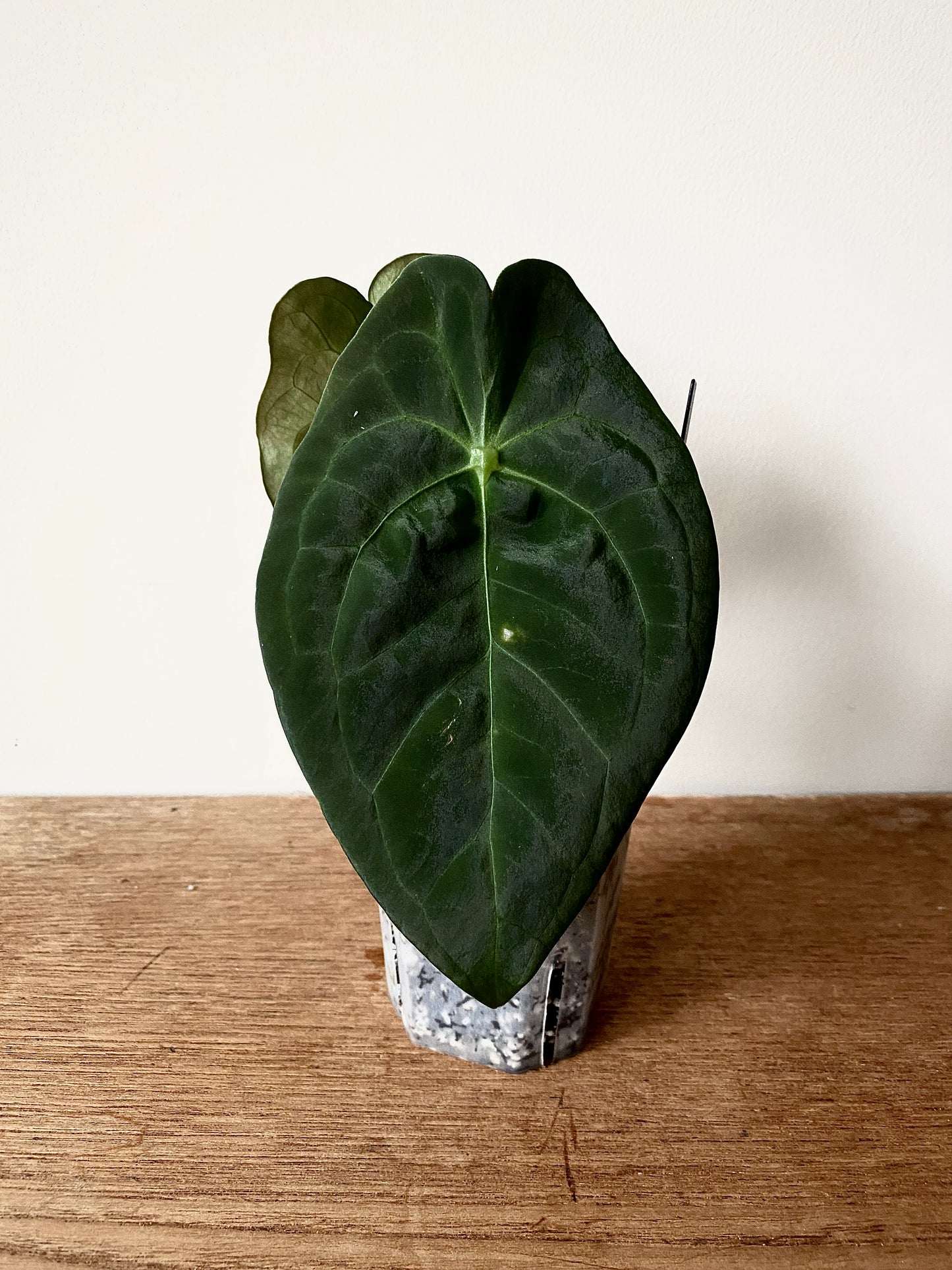 Anthurium Papillaminum X Forgetii dark form | 7 cm pot