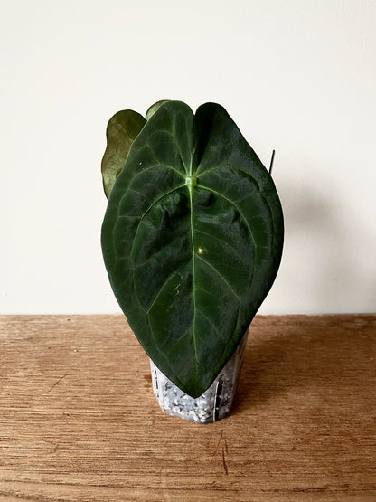 Anthurium Papillaminum X Forgetii dark form | 7 cm pot