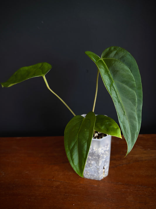 Anthurium Subsignatum (velvety) X Carlablackiae | 7 cm pot [B]