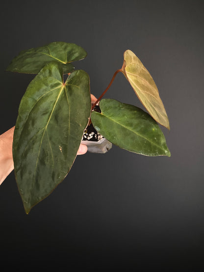 Anthurium (DoraBVEP x RLFS) X BVEP (Round x RA1) | 7 cm pot