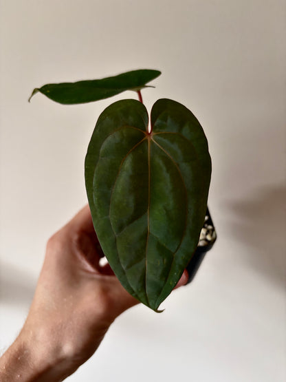 Anthurium Red Vein Dark Phoenix | 7 cm pot [B]