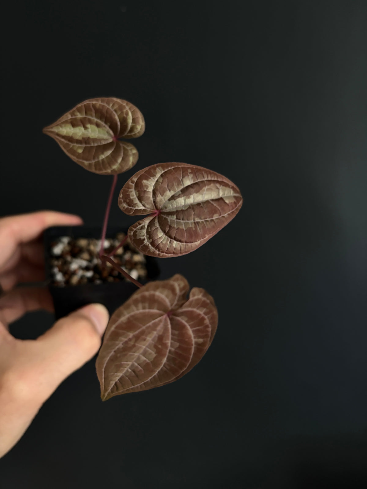 Dioscorea Discolor | 6 cm pot [A]