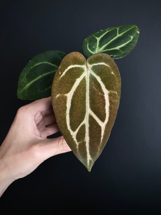 Anthurium Carlablackiae | 7 cm pot [A]