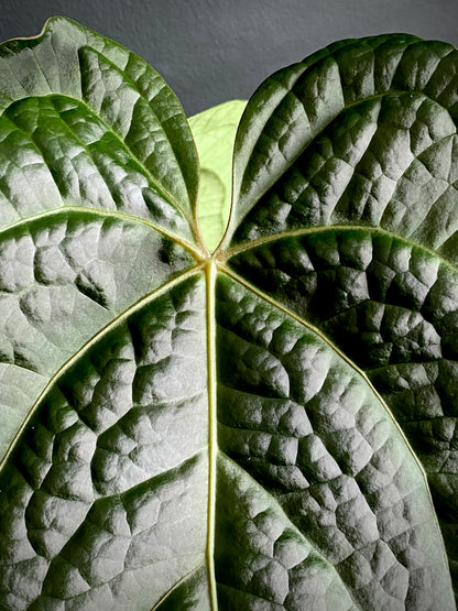 Anthurium Goliath X Luxurians | 12 cm pot