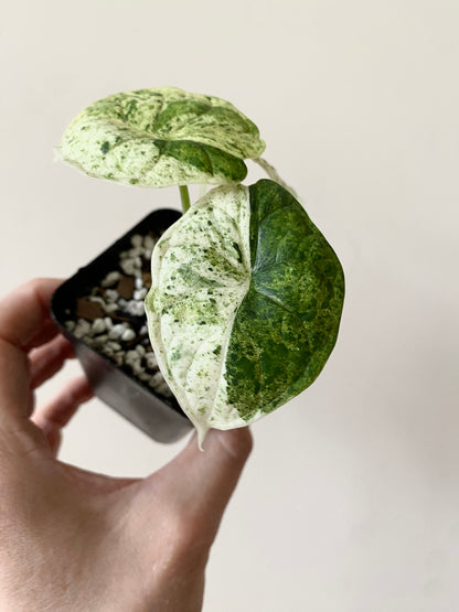 Alocasia Dragonscale Mint variegata | 7 cm pot