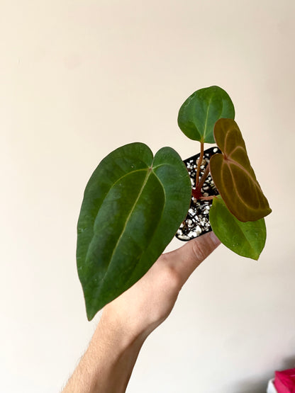 Anthurium Dark Knight X Carlablackiae | 7 cm pot