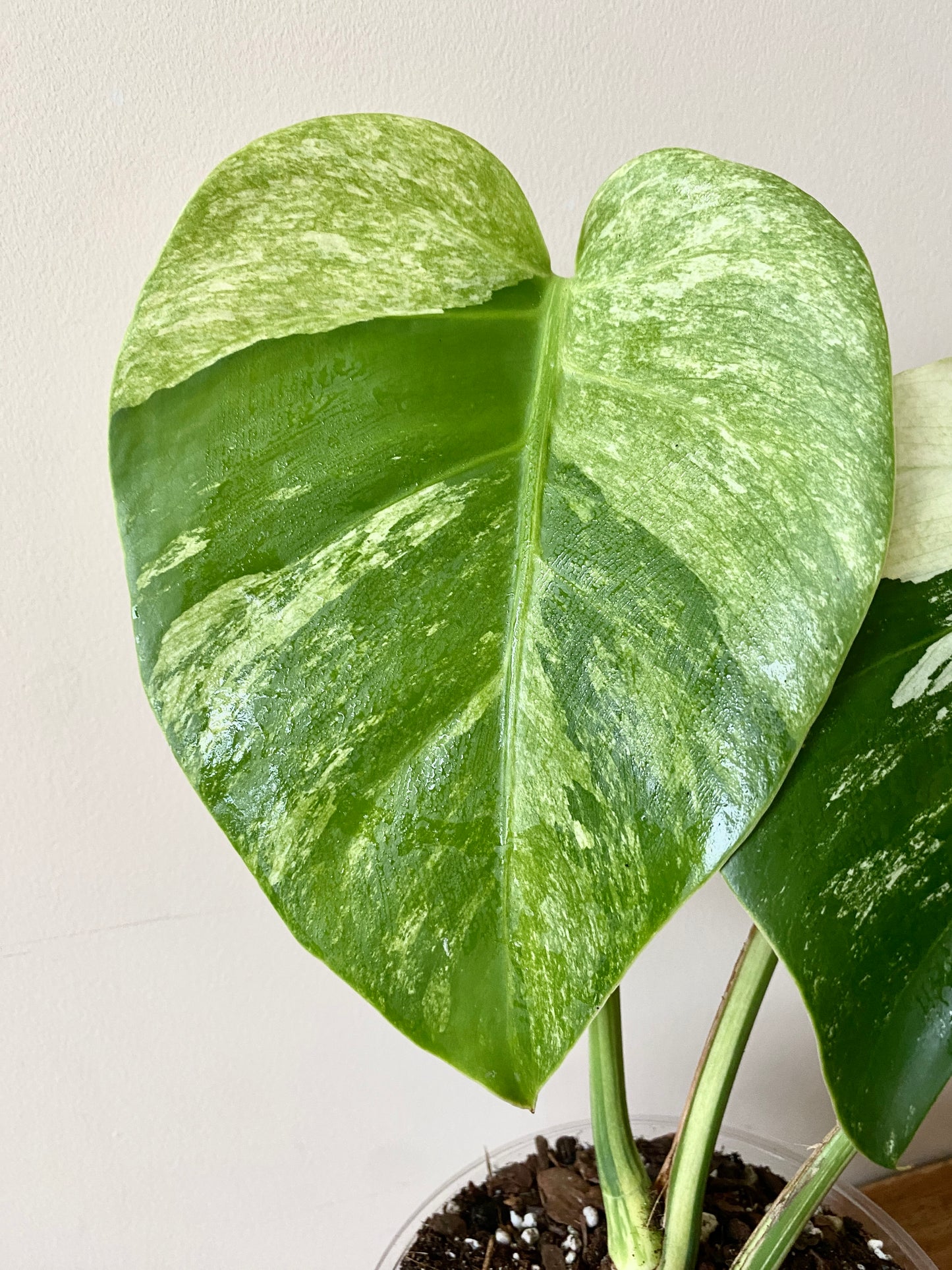 Monstera Jungle Mint/NoID | 12 cm pot
