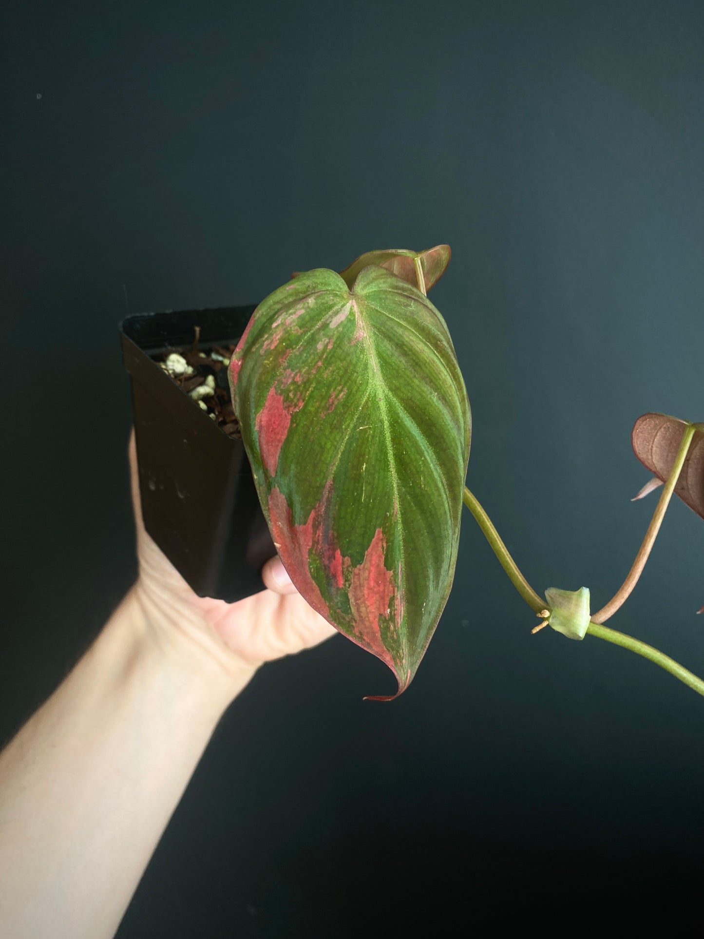 Philodendron Micans variegata | 7 cm pot [A]