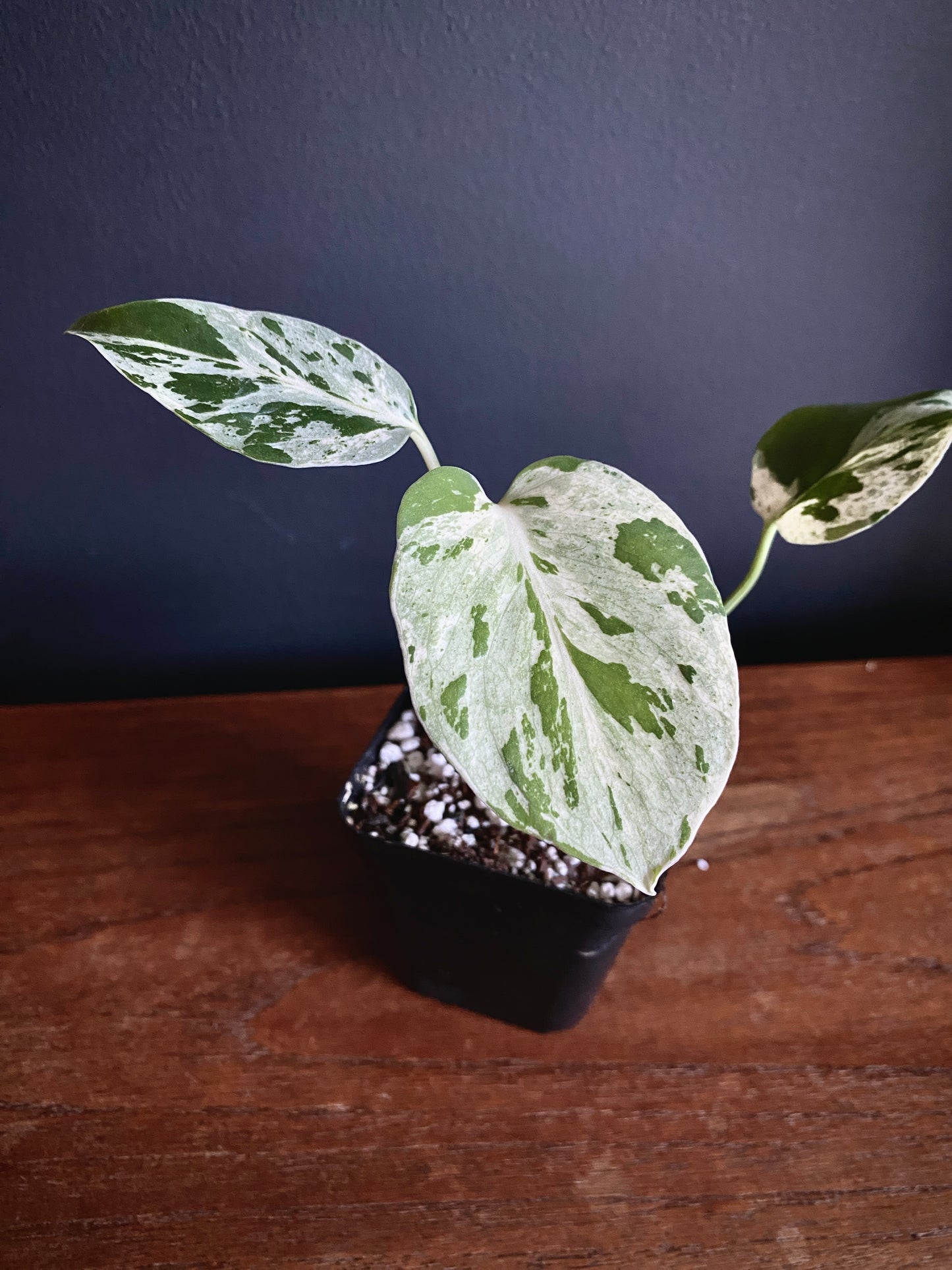 Monstera Bulbasaur | 7 cm pot