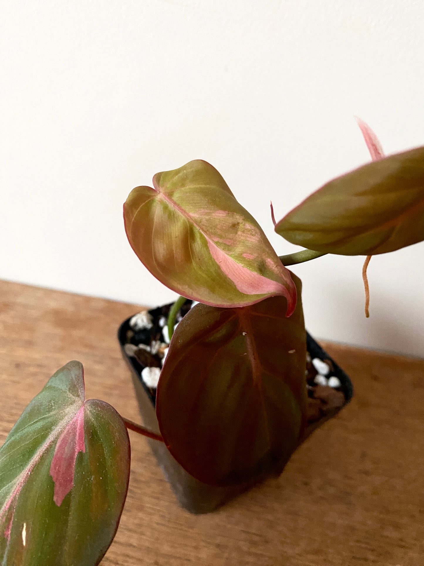 Philodendron Micans pink variegata (low var) | 7 cm pot