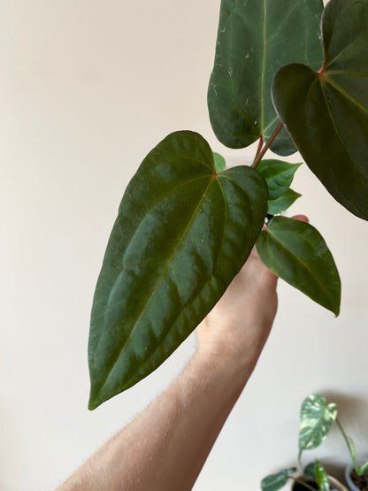 Anthurium Papillilaminum x DocBlock Red Crystal X long NoID | 7 cm pot