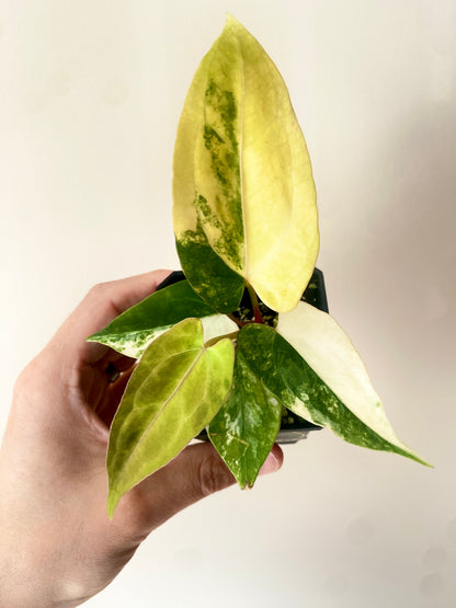 Anthurium Papillilaminum var X RVDP | 7 cm pot