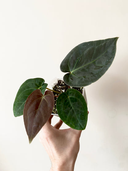 Anthurium Papillilaminum Legend x self | 9 cm pot