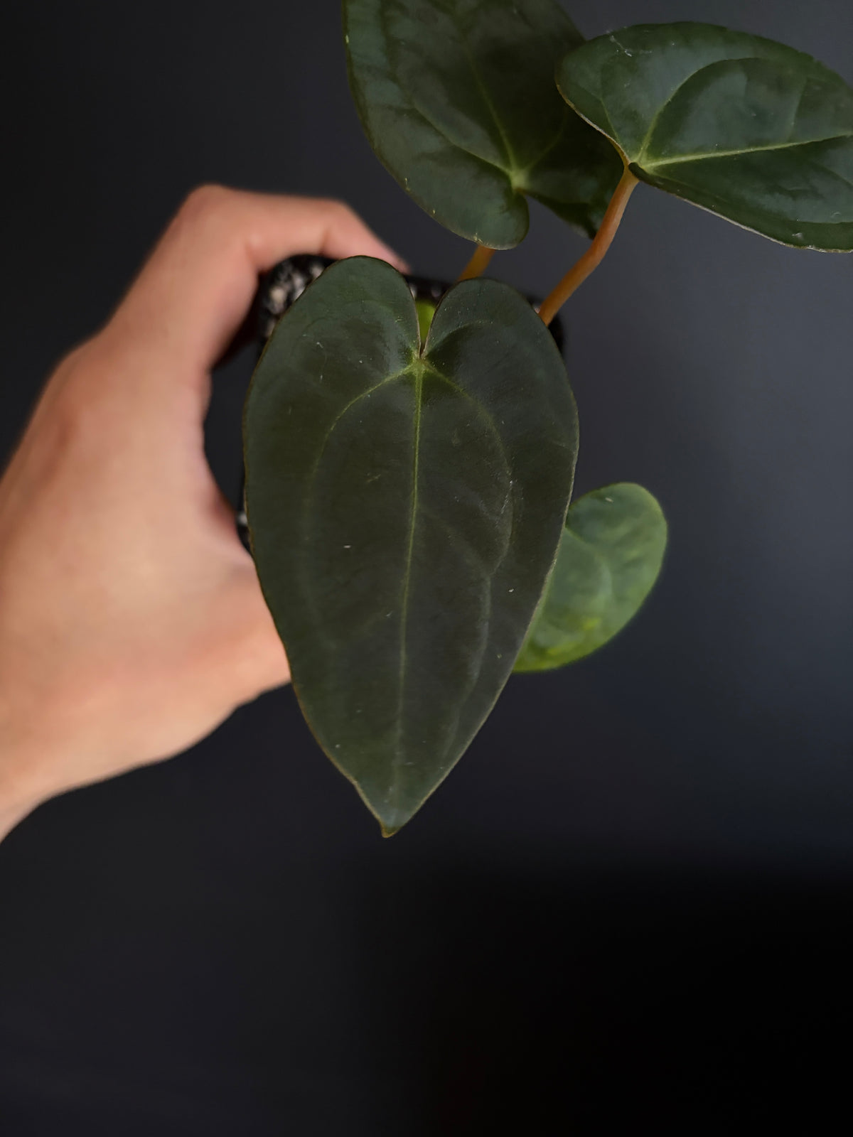 Anthurium (Guna Yala x Carlablackiae) X Carlablackiae RA10 S1 | 6 cm pot [B]
