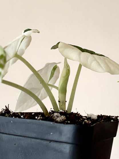 Alocasia Melo Albo variegata | 6 cm pot