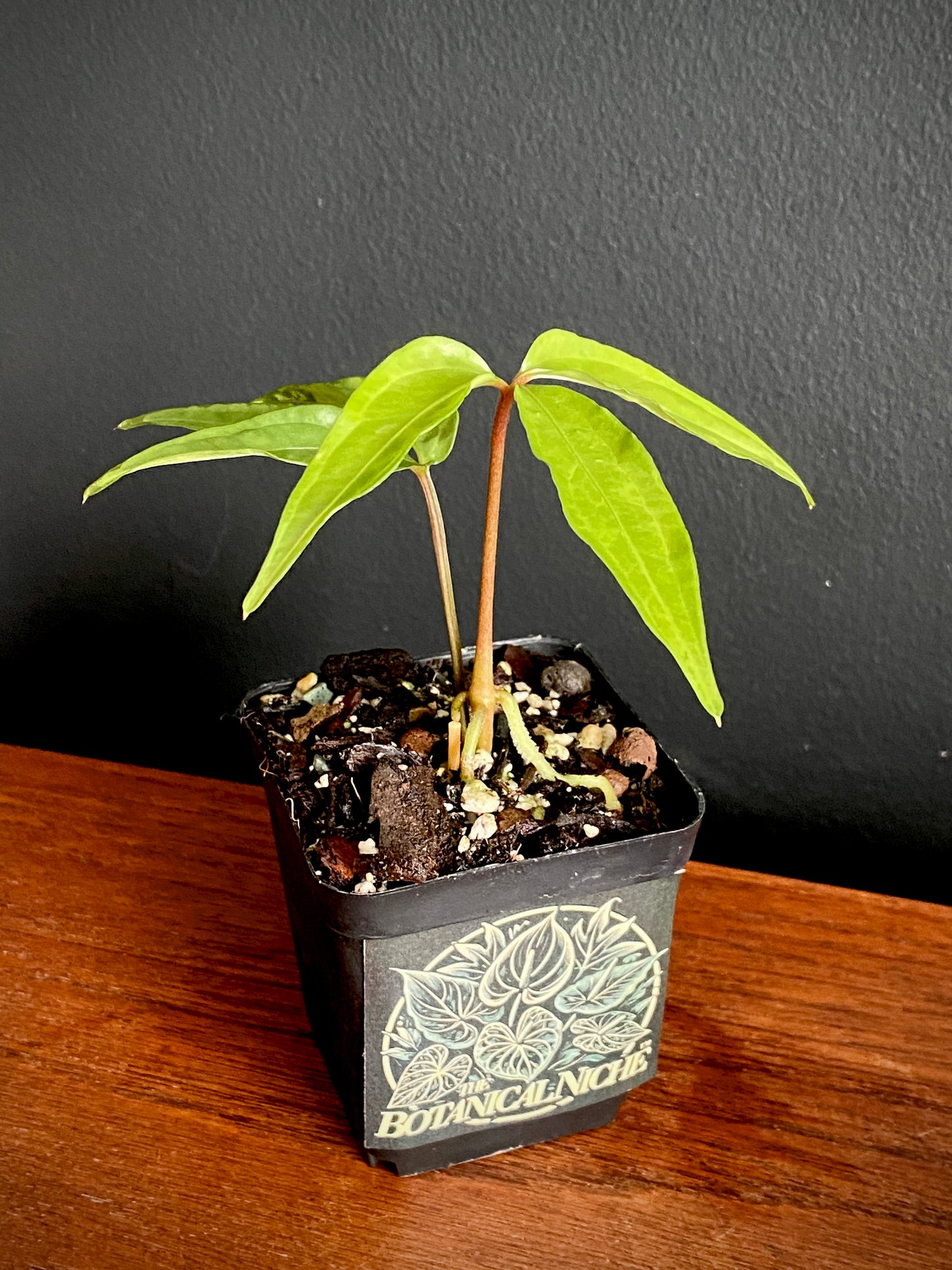 Anthurium Polyschistum | 6 cm pot