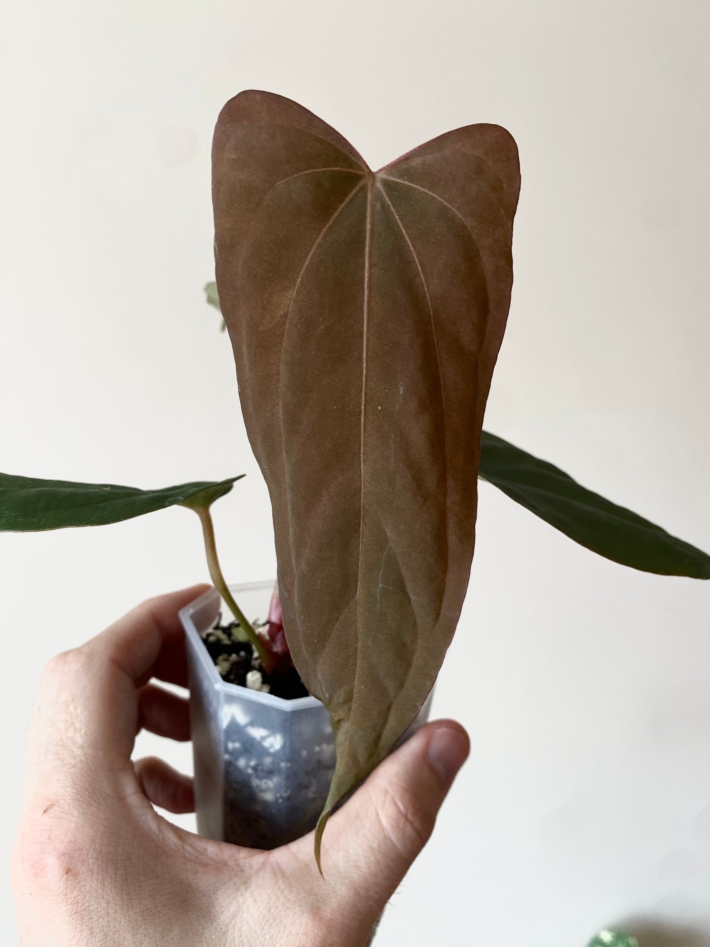 Anthurium Golden Eagle X BVEP (R.FxF) | 7 cm pot [select - dark]
