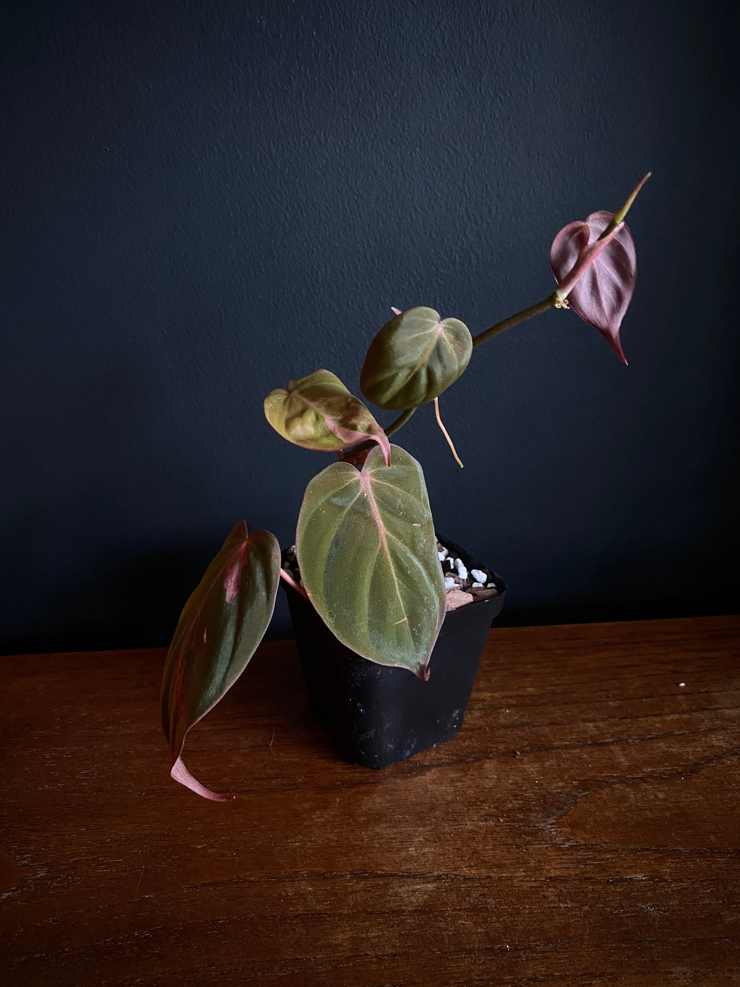 Philodendron Micans pink variegata (low var) | 7 cm pot