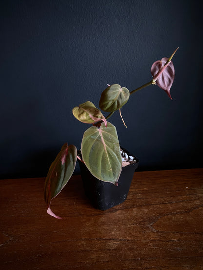 Philodendron Micans pink variegata (low var) | 7 cm pot