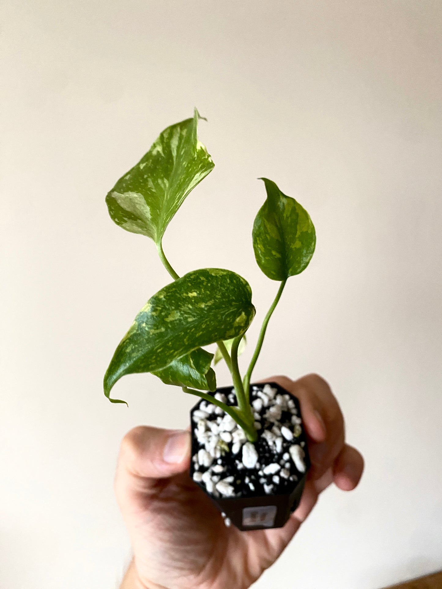 Monstera Deliciosa Electrolyte | 5 cm pot [B]