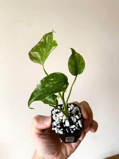 Monstera Deliciosa Electrolyte | 5 cm pot [B]