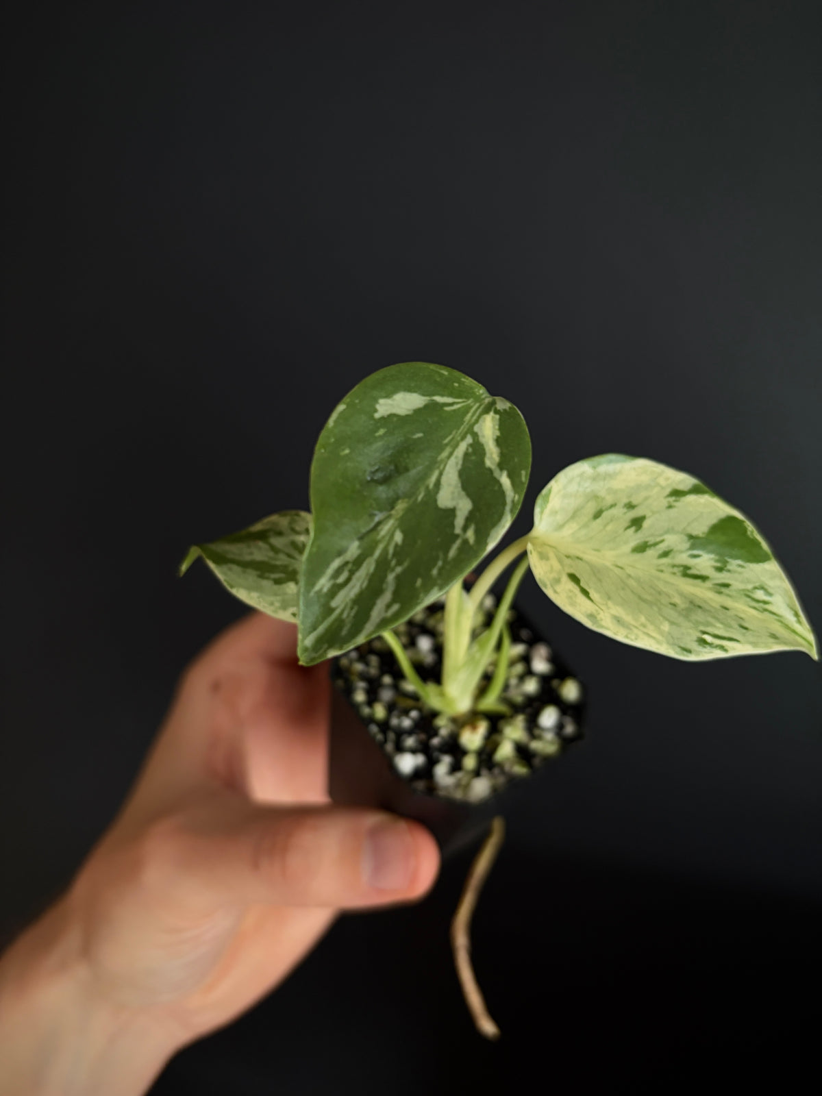 Monstera Deliciosa Bulbasaur | 5 cm pot