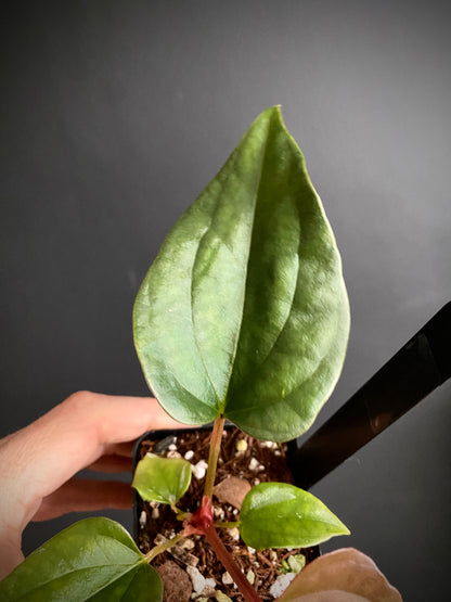 Anthurium Fort Sherman X Luxurians | 6 cm pot