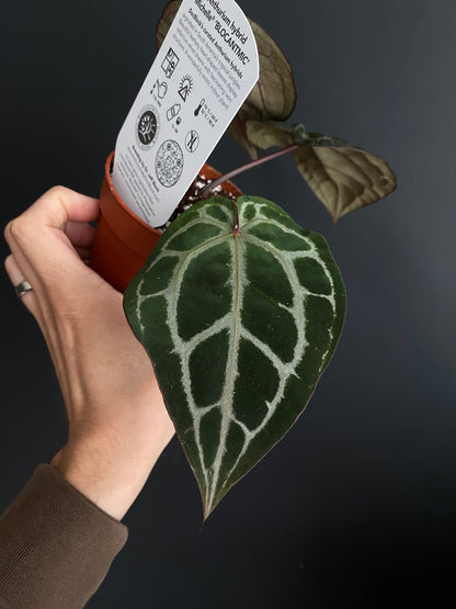 Anthurium DocBlock Michelle | 9 cm pot [A]