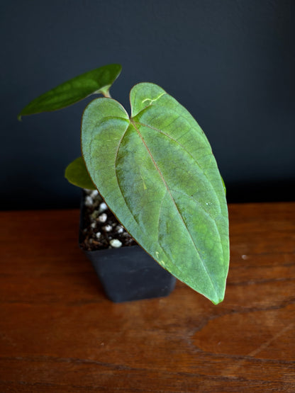 Anthurium NoID 'Code Red' x Papillilaminum A+ | 6 cm pot