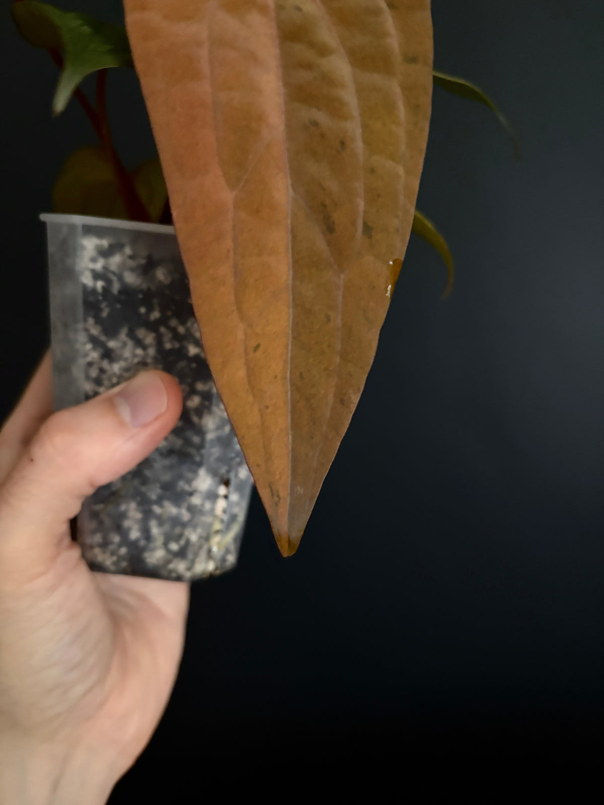 Anthurium RVDP (self) mint variegated | 7 cm pot [B]