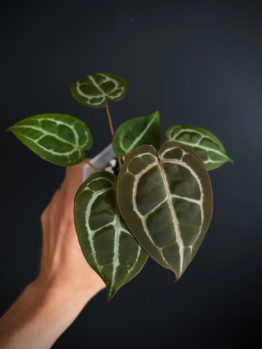 Anthurium Red Crystallinum | 7 cm pot