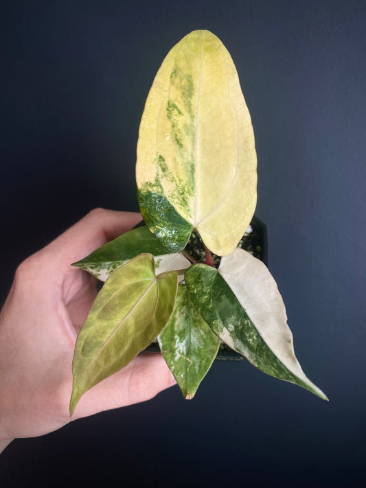 Anthurium Papillilaminum var X RVDP | 7 cm pot