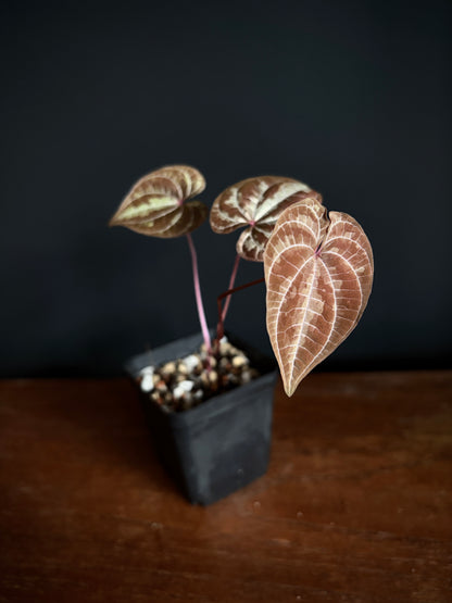 Dioscorea Discolor | 6 cm pot [A]