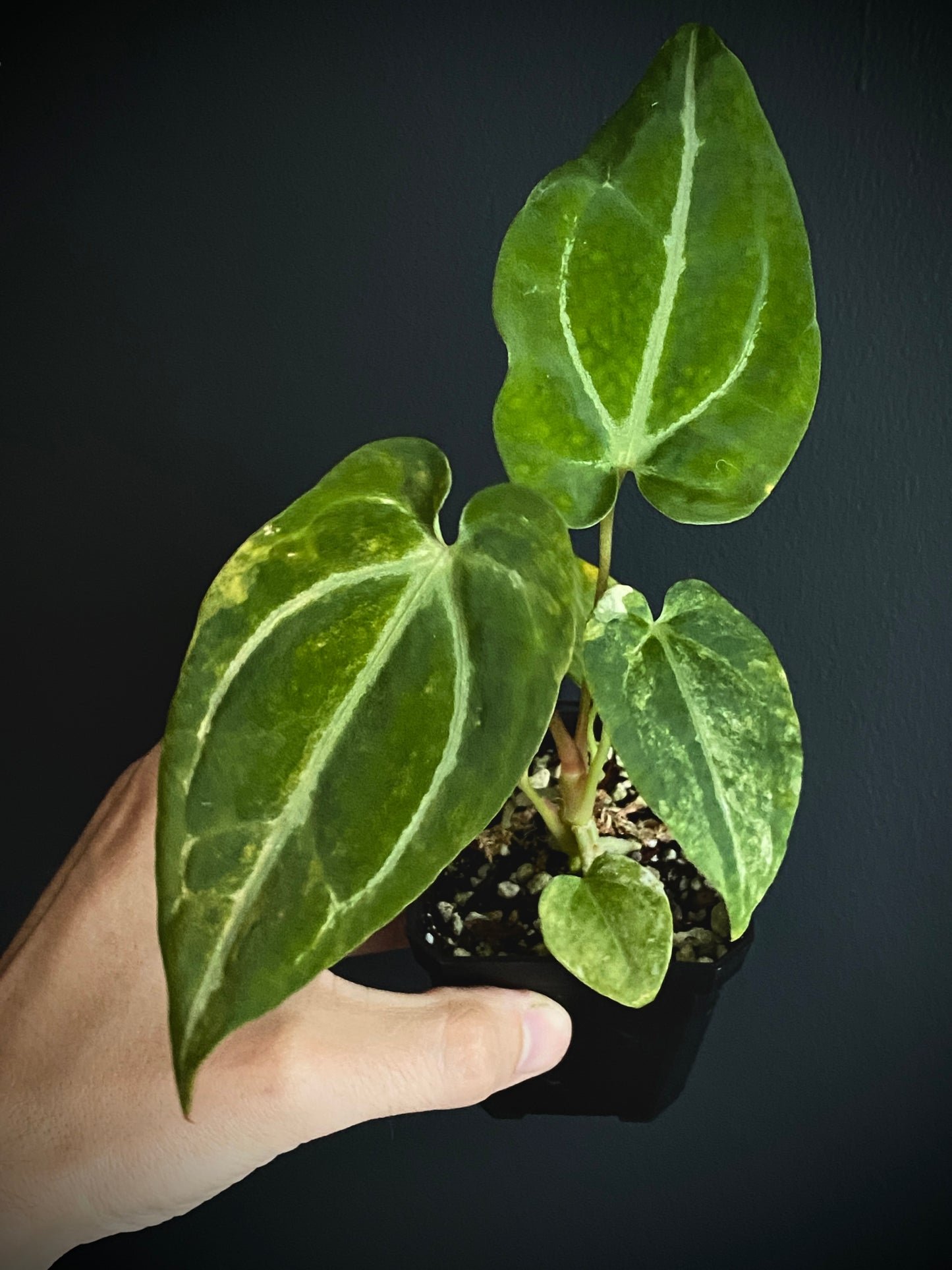 Anthurium Papillilaminum Hb variegated X Forgetii | 7 cm pot