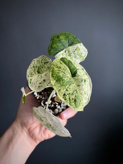 Alocasia Dragonscale Mint variegata | 7 cm pot