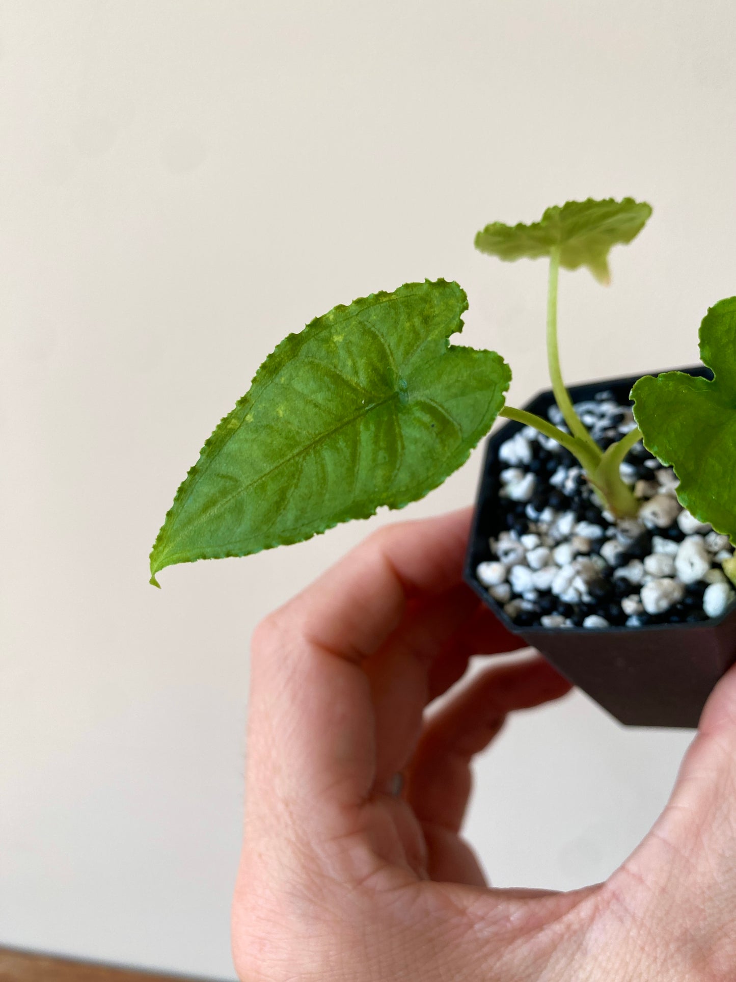 Alocasia Olanii | 5 cm pot [B]
