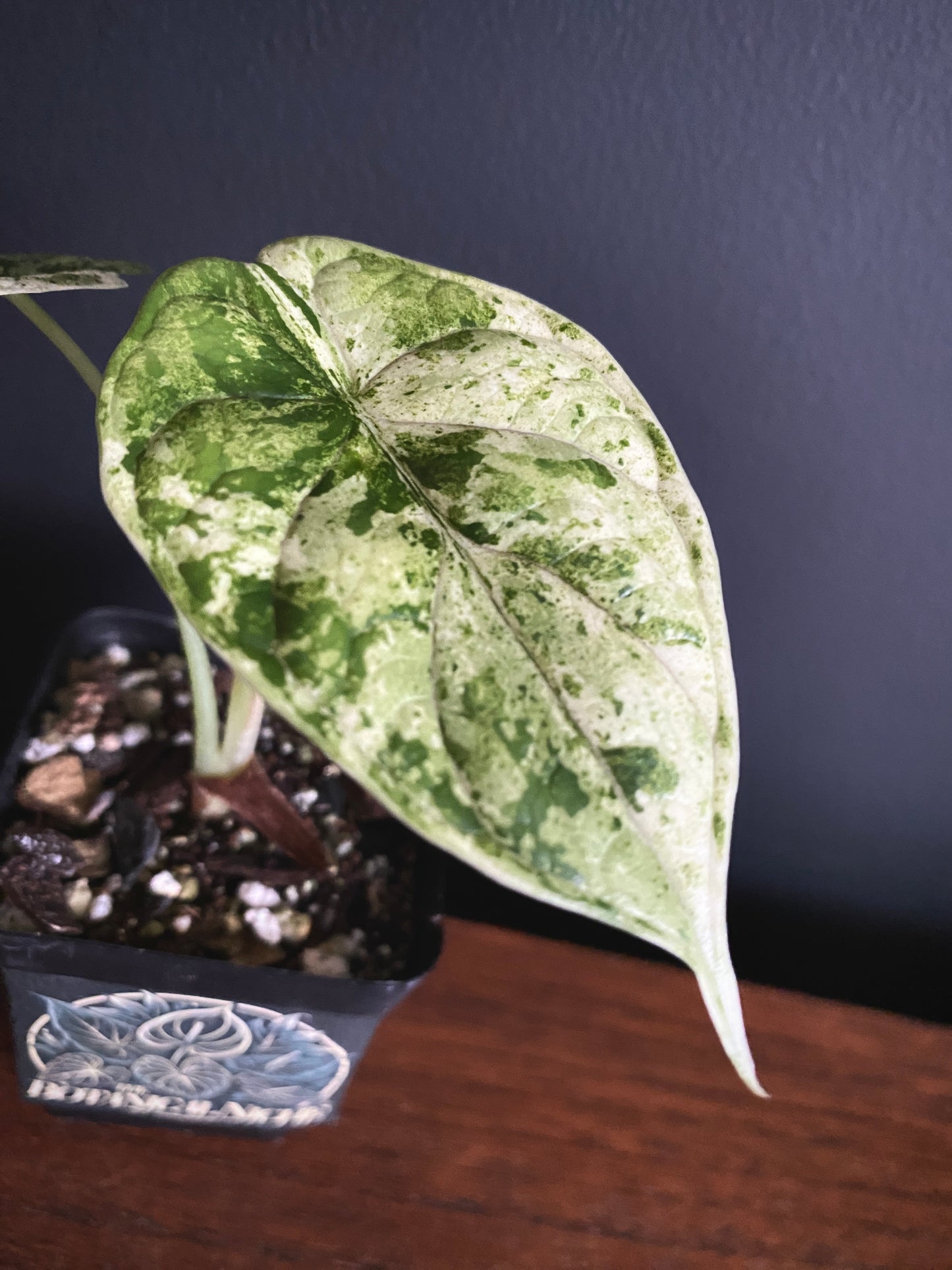 Alocasia Dragonscale Mint variegata | 6 cm pot [A]