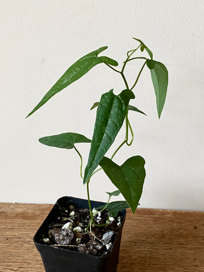 Dioscoria sp. Peru | 6 cm pot